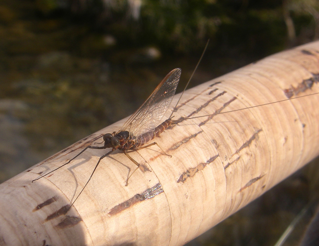 Rhithrogena imago male - Fiume Piave - Perarolo di Cadore