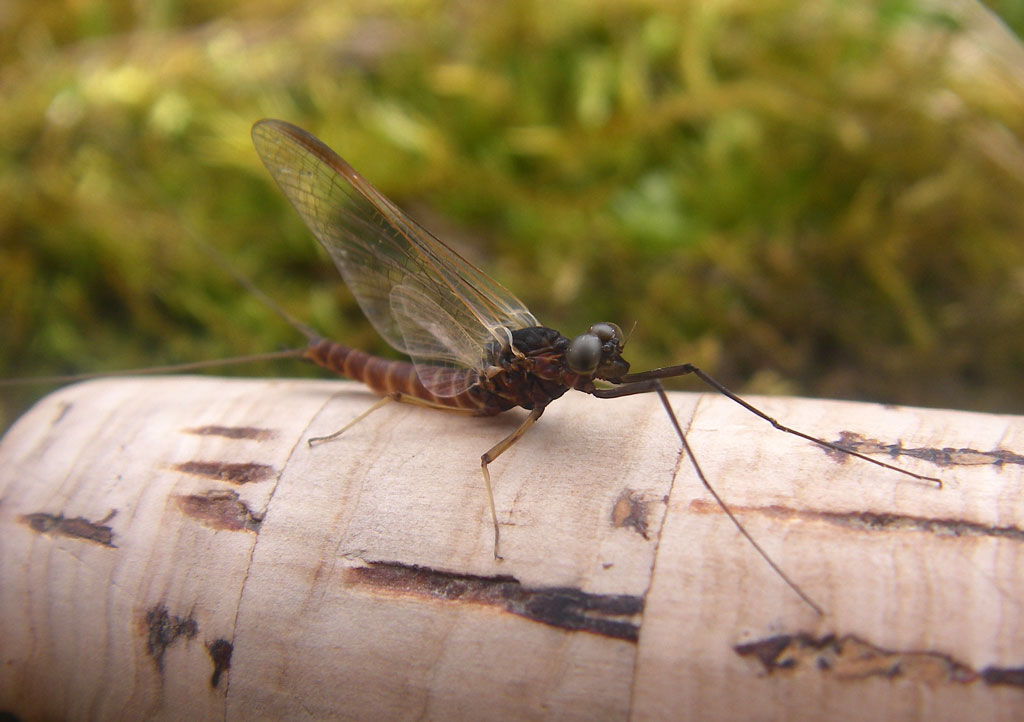 Rhithrogena imago male - Fiume Piave - Perarolo di Cadore