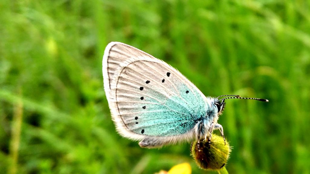 Chiedo aiuto per id: Glaucopsyche alexis - Lycaenidae