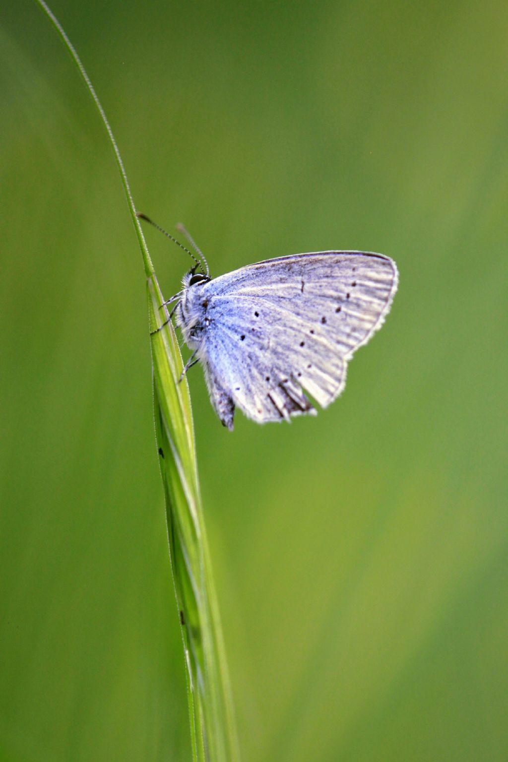 Celastrina argiolus