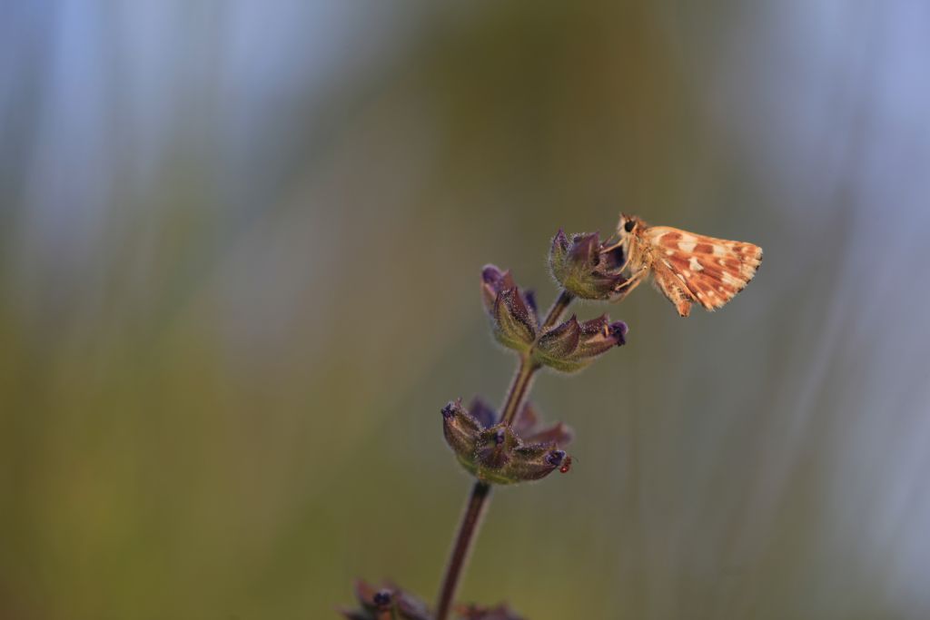 Spialia sertorius - Hesperiidae