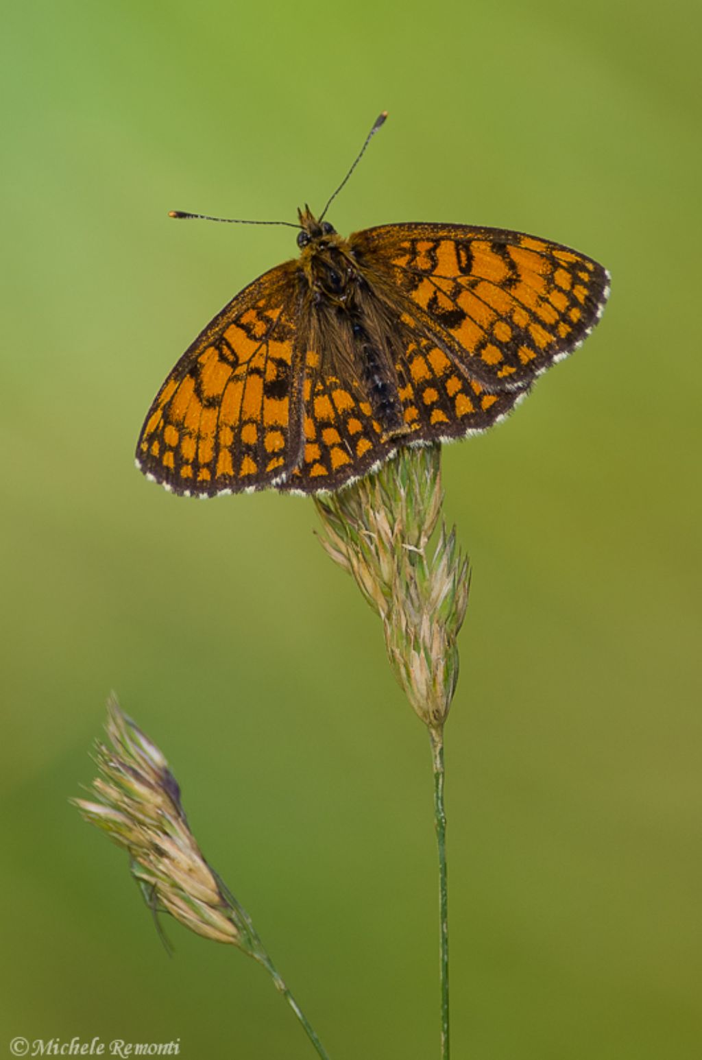 Nymphalidae