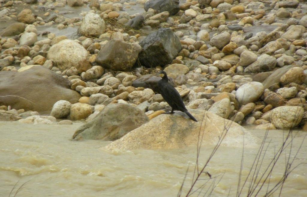 Cormorani - Fiume Platani