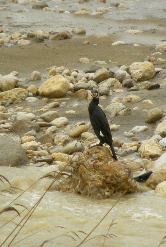 Cormorani - Fiume Platani