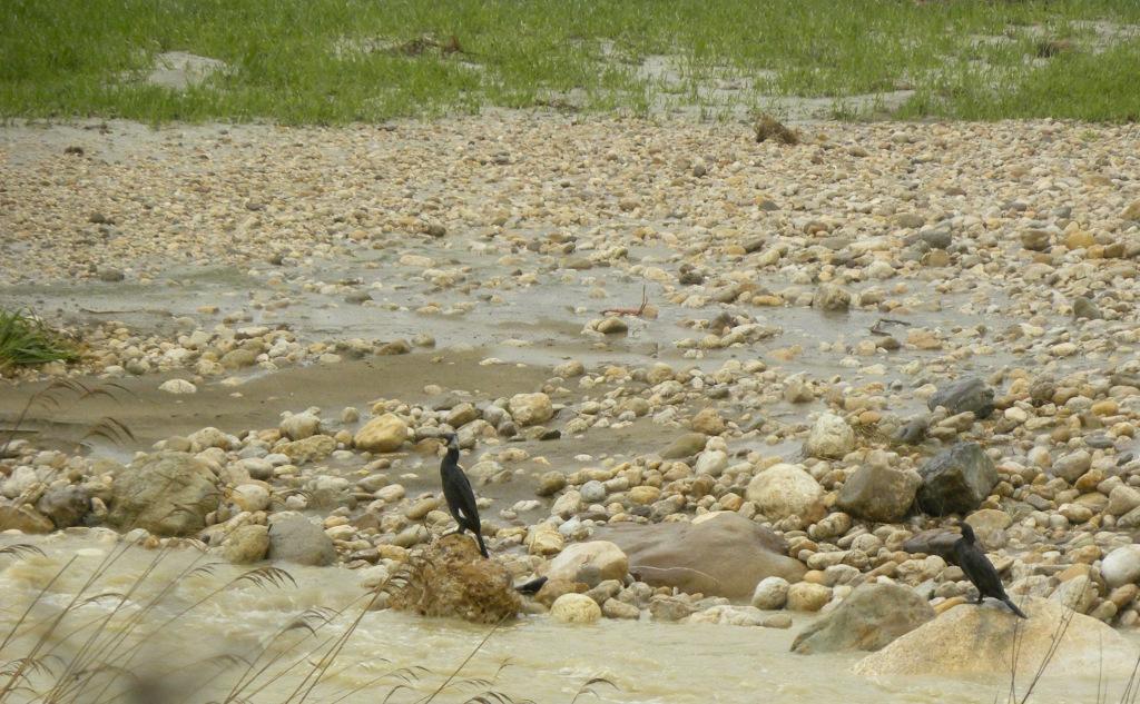 Cormorani - Fiume Platani