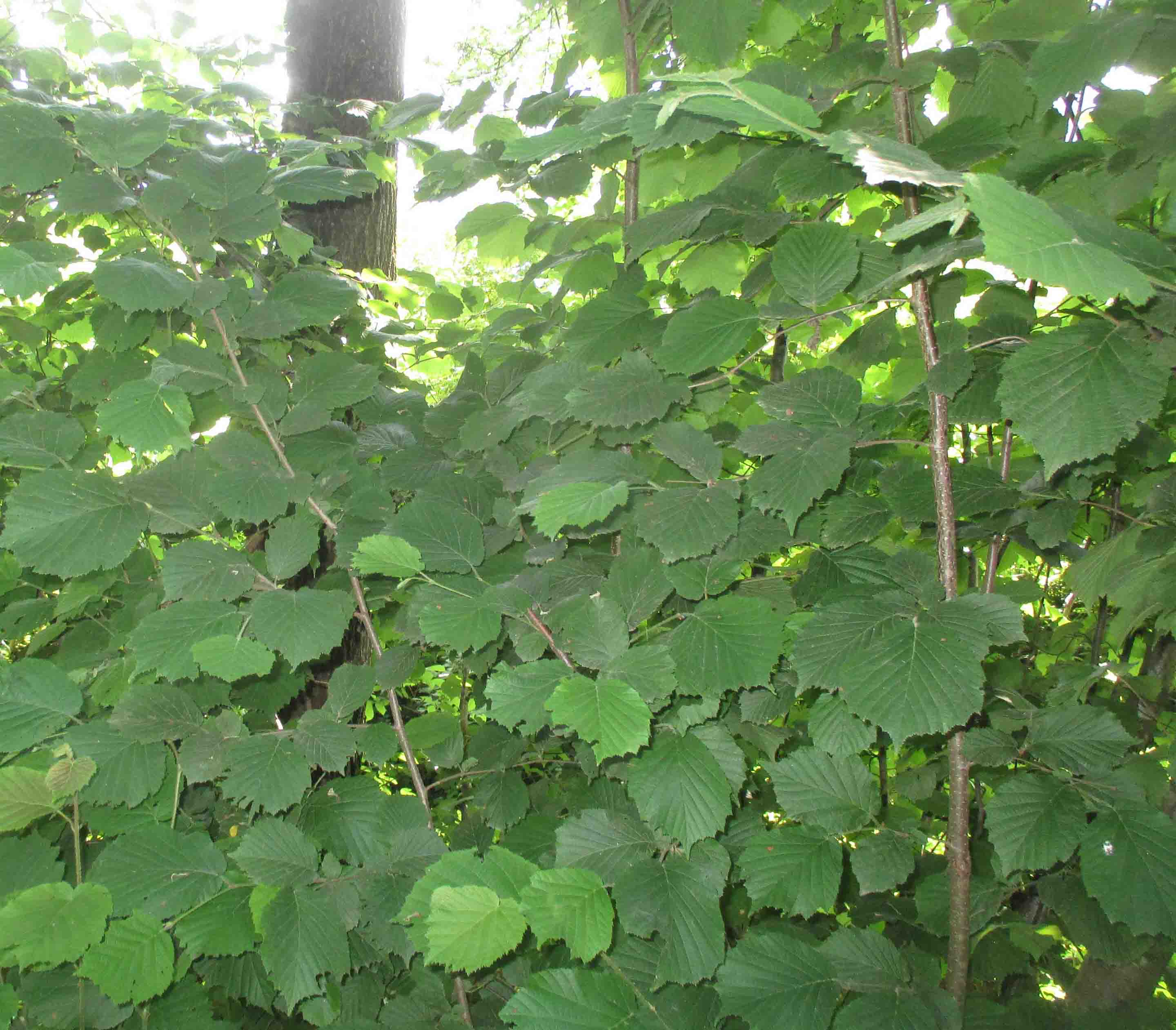 Corylus avellana