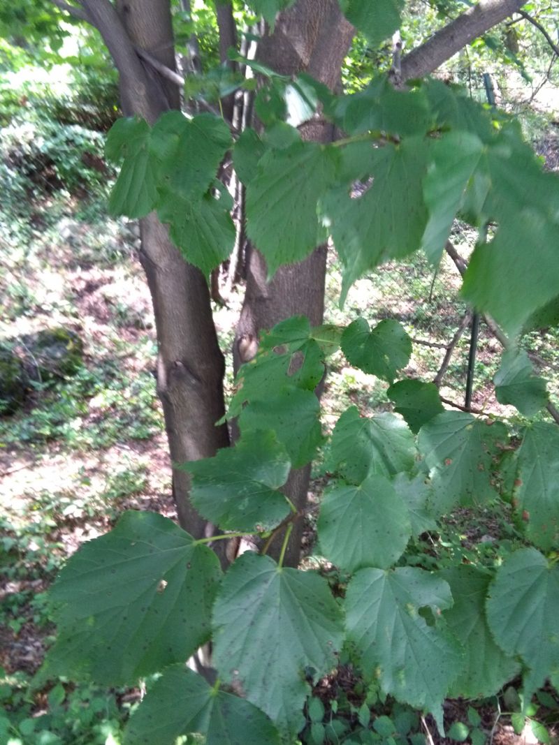 Pianta arborea - Tilia cordata