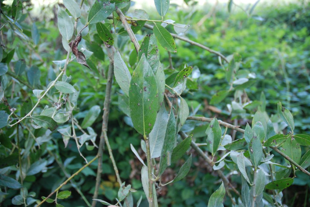 Salix sp.