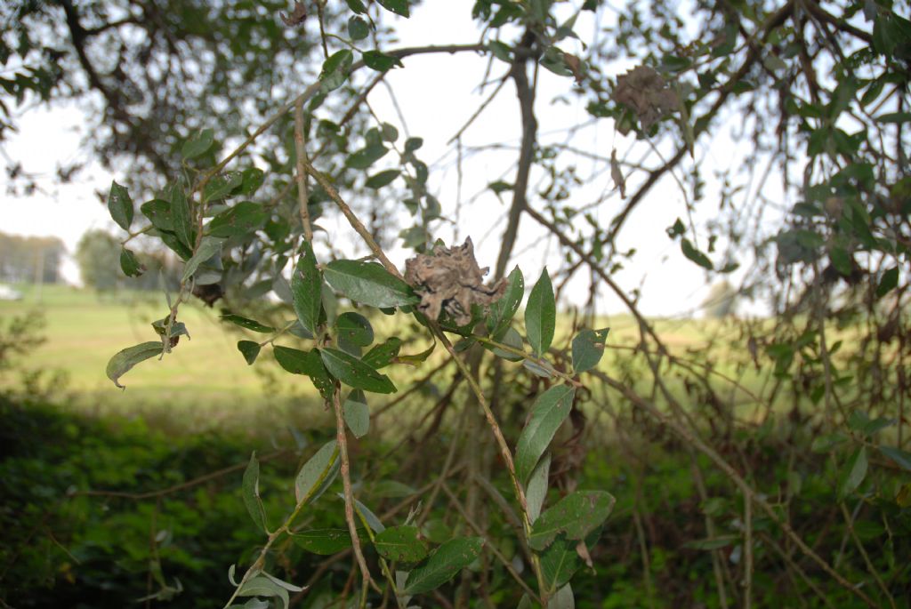 Salix sp.