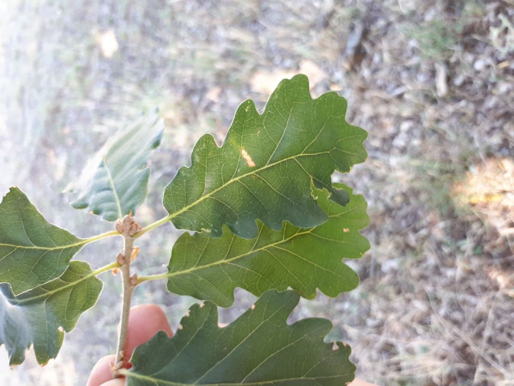 Quercus pubescens