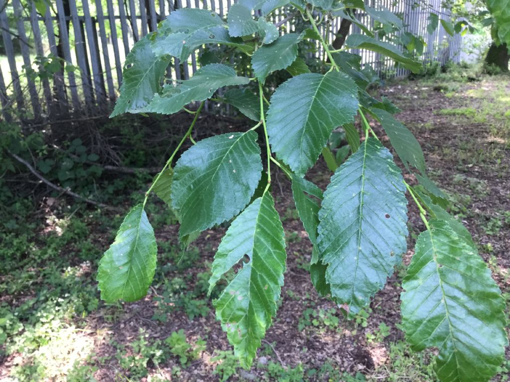 Identificazione pianta arborea:  Ulmus cfr. minor