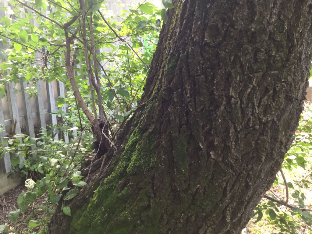 Identificazione pianta arborea:  Ulmus cfr. minor