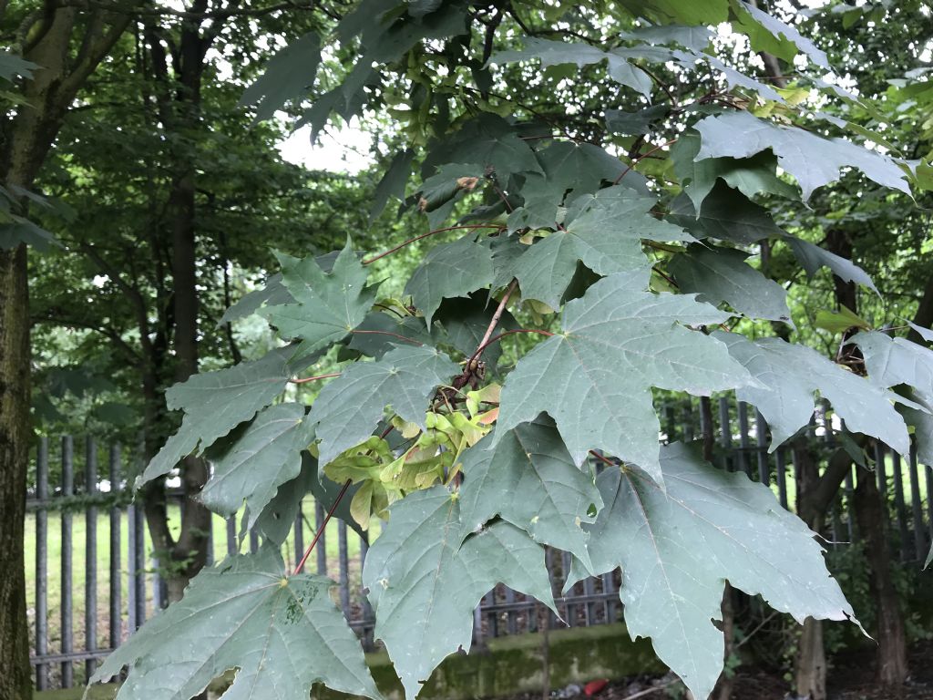 Acero da identificare:  Acer platanoides