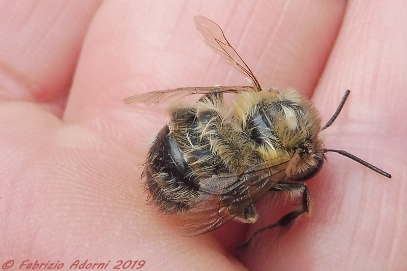 Identificazione impollinatore:  Apidae Anthophorinae: Anthophora sp., maschio