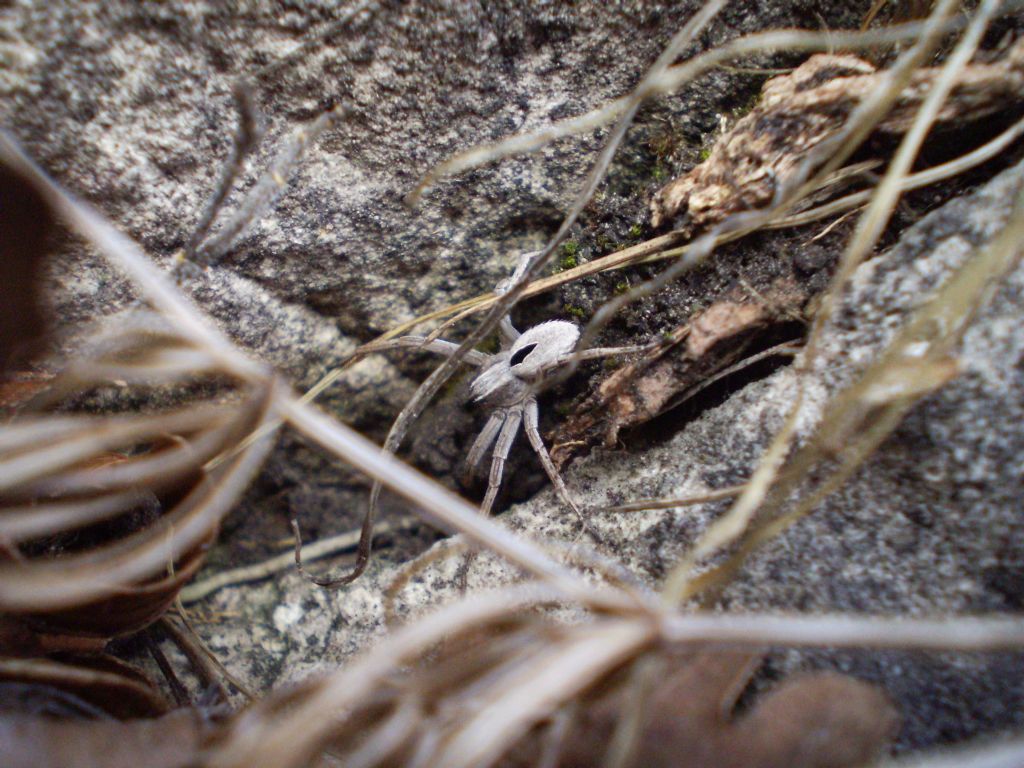 Thanatus sp. - Monte barro (LC)