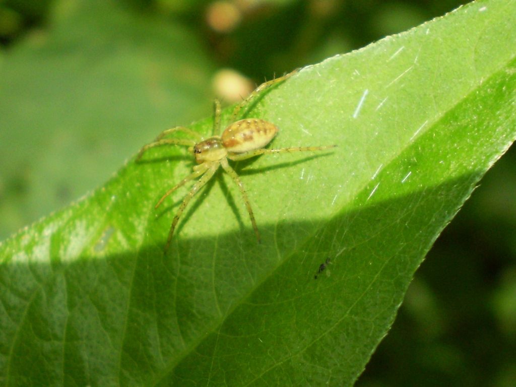 Giovane Dolomedes sp. - Como (CO)