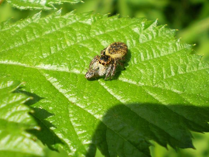 Carrhotus xanthogramma - Seveso (MB)