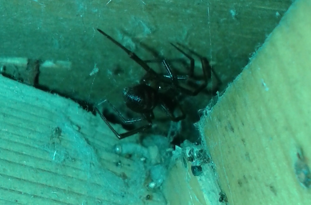 Steatoda grossa - Paestum (SA)