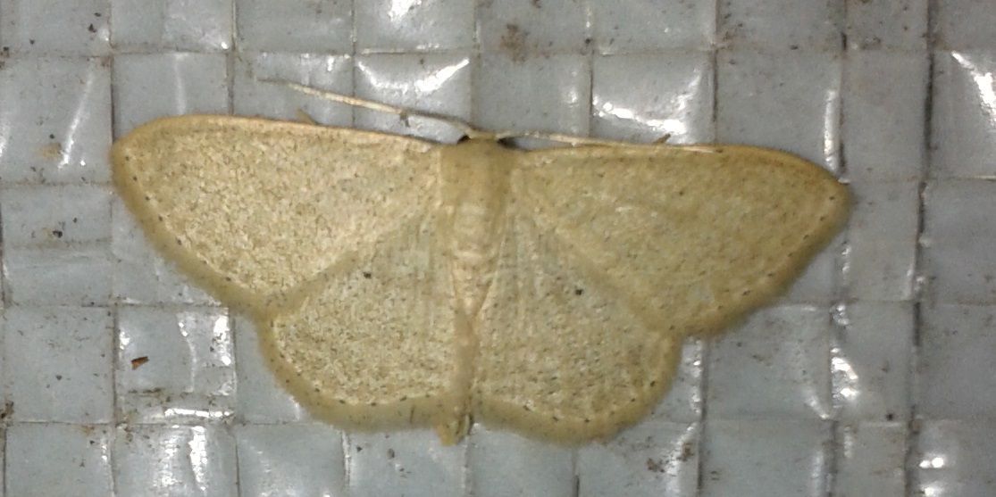 Scopula minorata