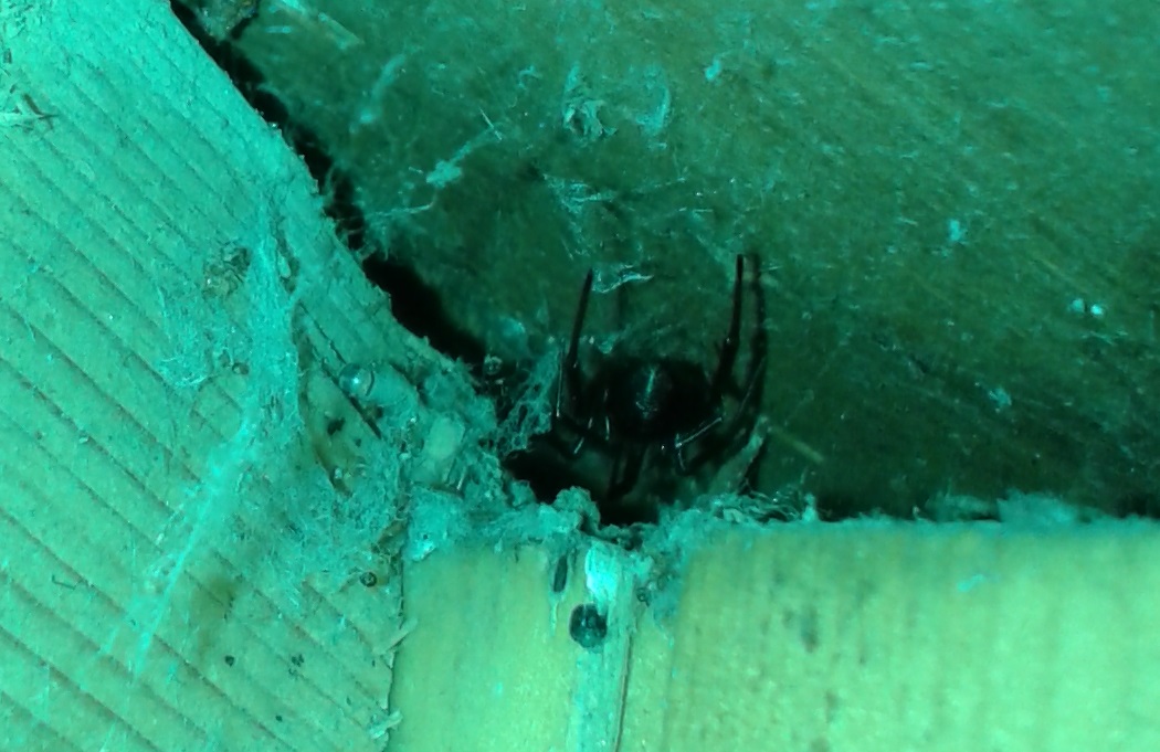 Steatoda grossa - Paestum (SA)