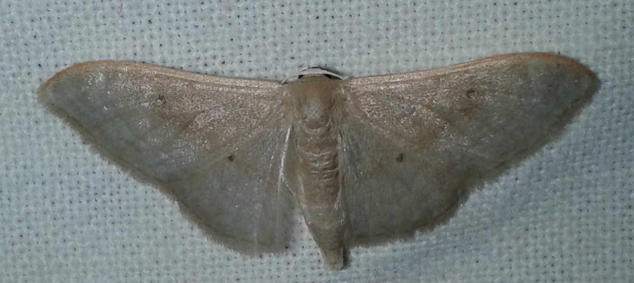 Idaea degeneraria