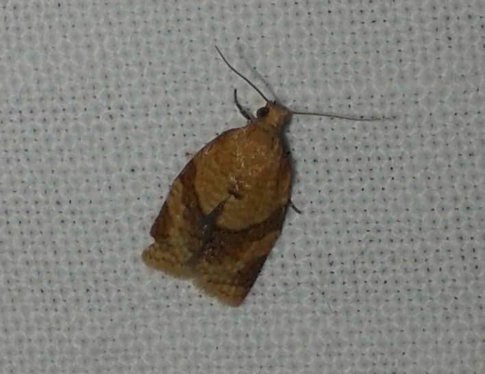 Clepsis consimilana? S