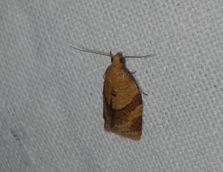 Clepsis consimilana? S