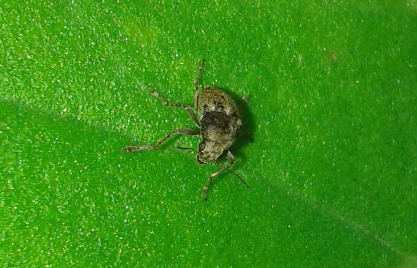 Araecerus fasciculatus - Anthribidae