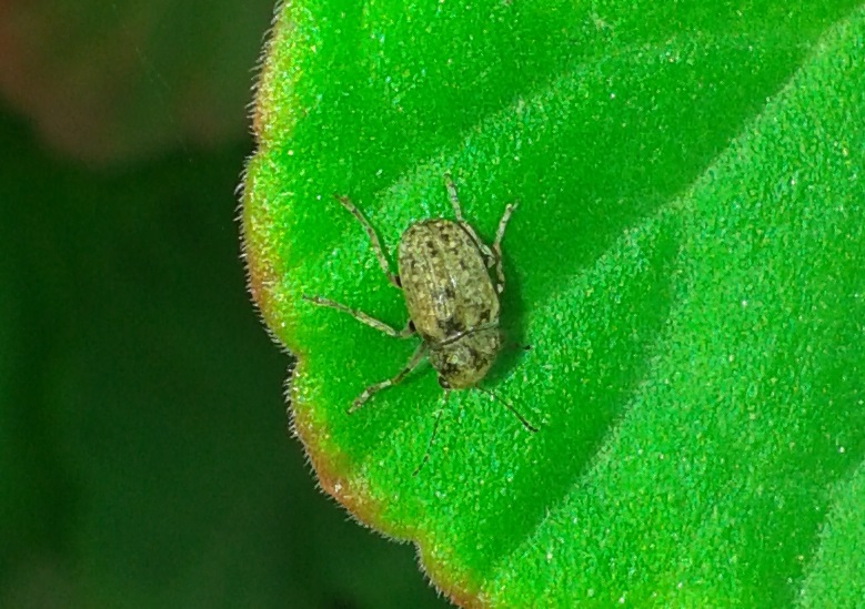 Araecerus fasciculatus - Anthribidae