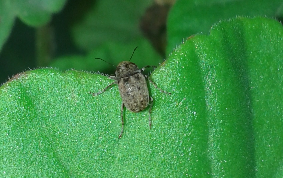 Araecerus fasciculatus - Anthribidae