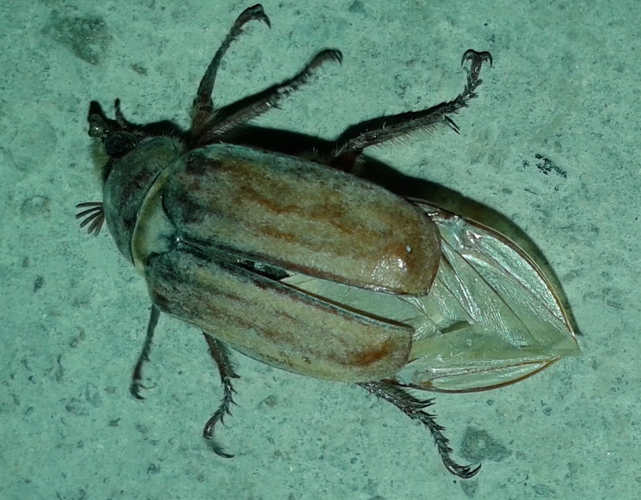 Anoxia matutinalis? S, Melolonthidae