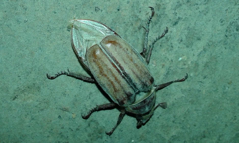 Anoxia matutinalis? S, Melolonthidae
