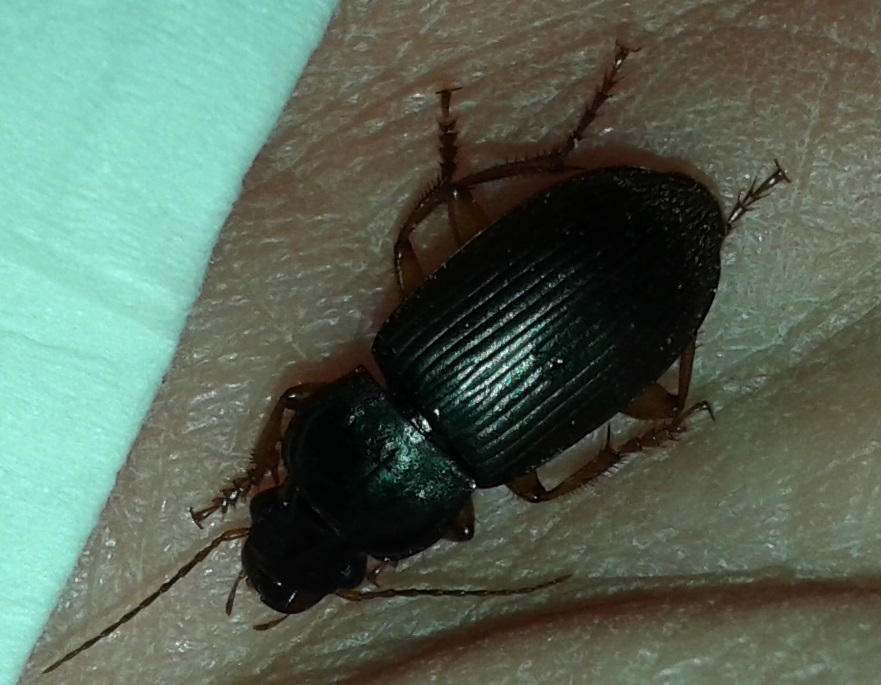 Carabidae: Pseudoophonus rufipes