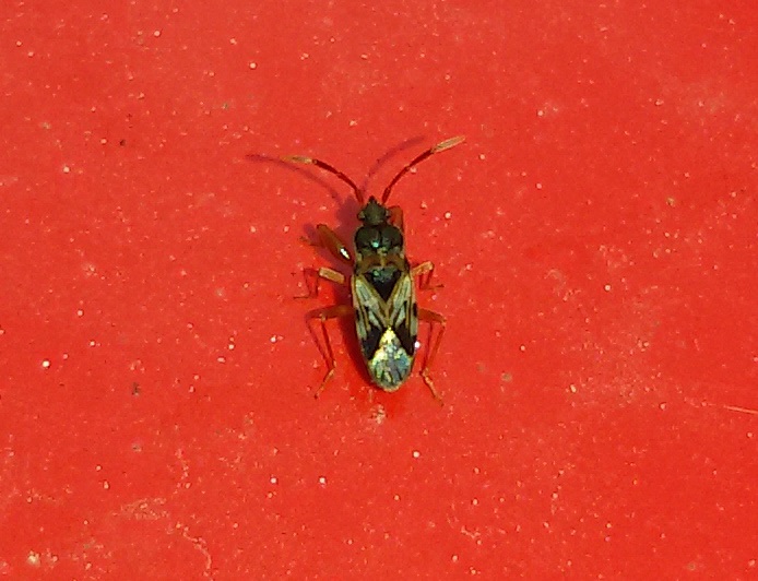 Scolopostethus?  S,  Scolopostethus pictus (Lygaeidae)