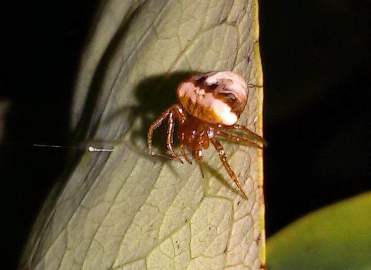 Cyrtarachne ixoides (Araneidae)  - Agnano (Na)