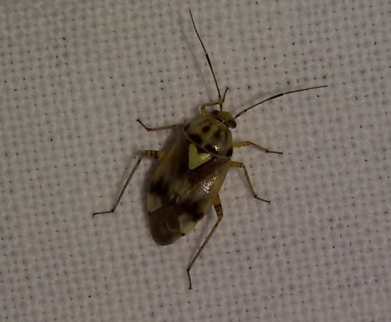 Miridae: Lygus pratensis