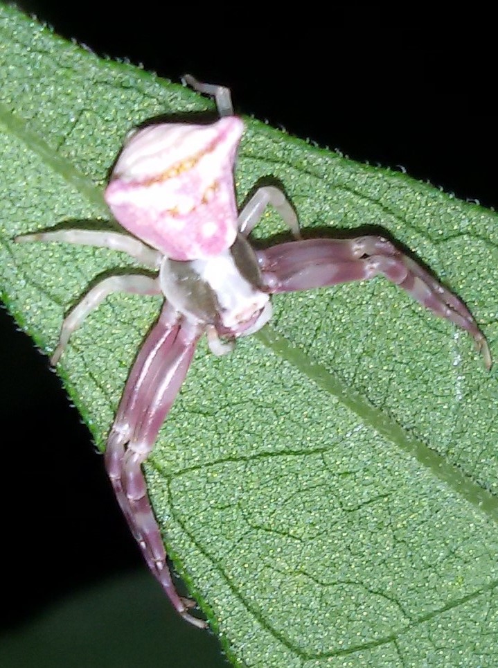 Thomisus onustus... rosa:    Agnano (NA)