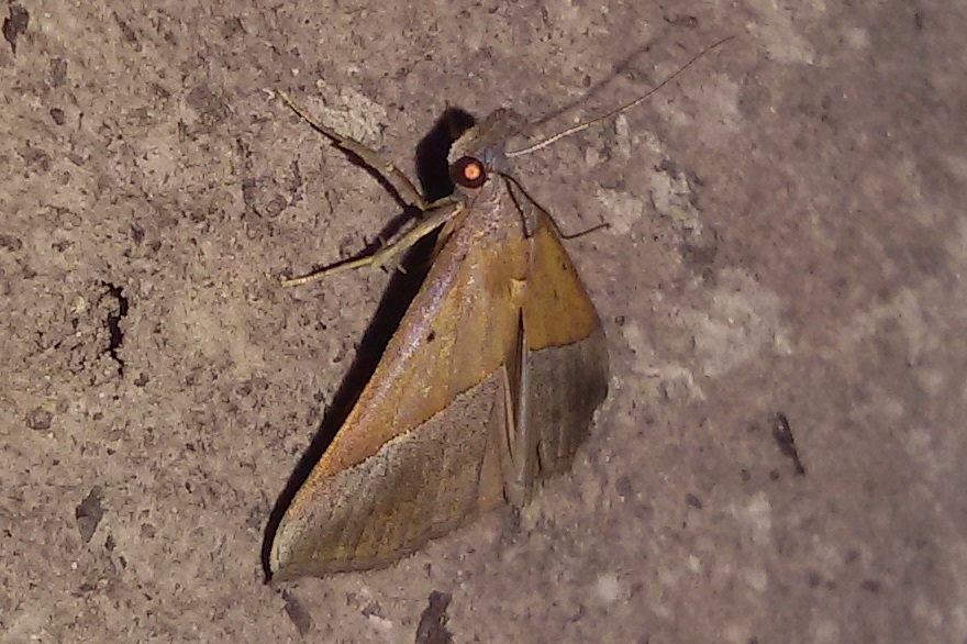 Hypena (Hypena) lividalis