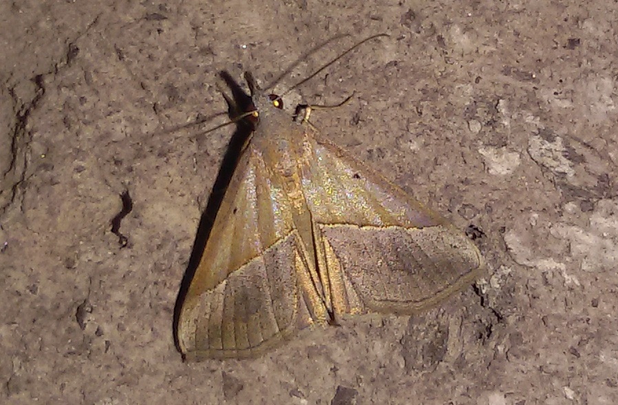 Hypena (Hypena) lividalis