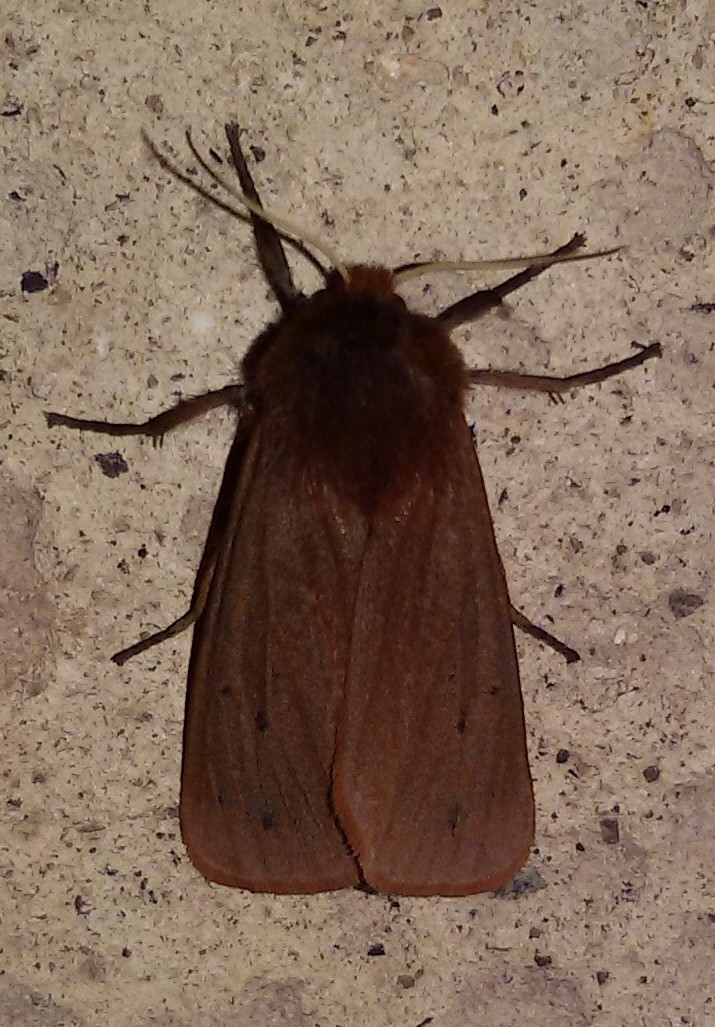 Phragmatobia fuliginosa