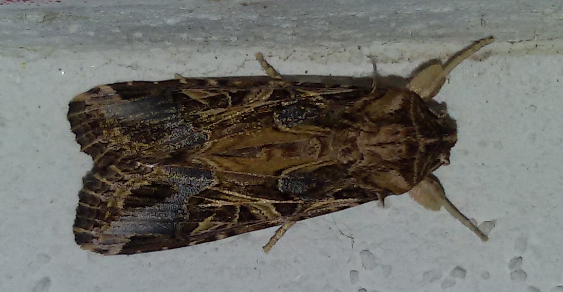 Pupa smarrita - Spodoptera littoralis