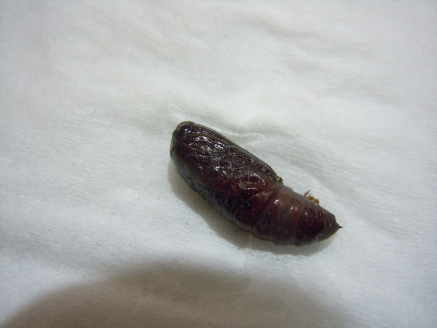 Pupa smarrita - Spodoptera littoralis