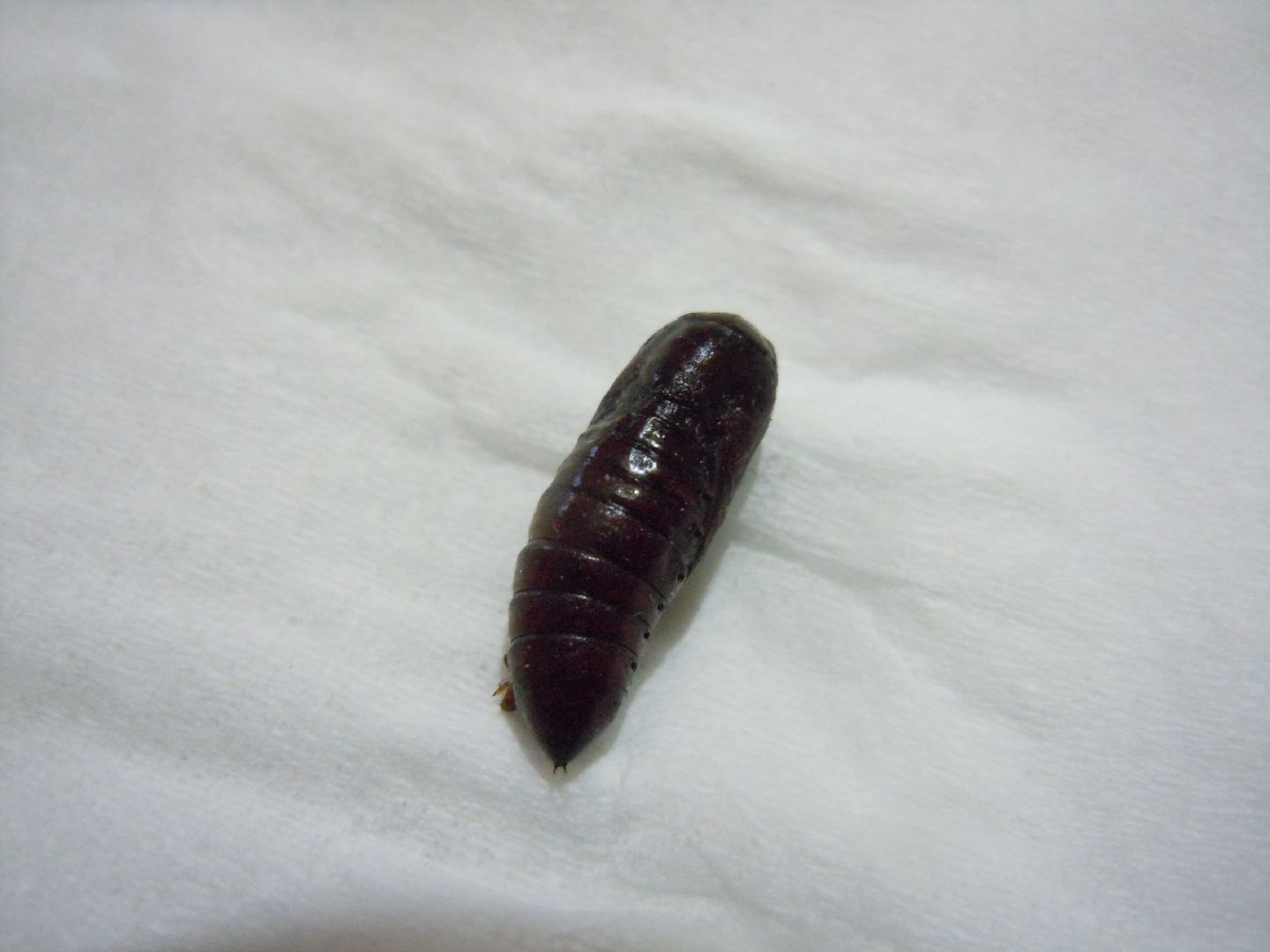 Pupa smarrita - Spodoptera littoralis