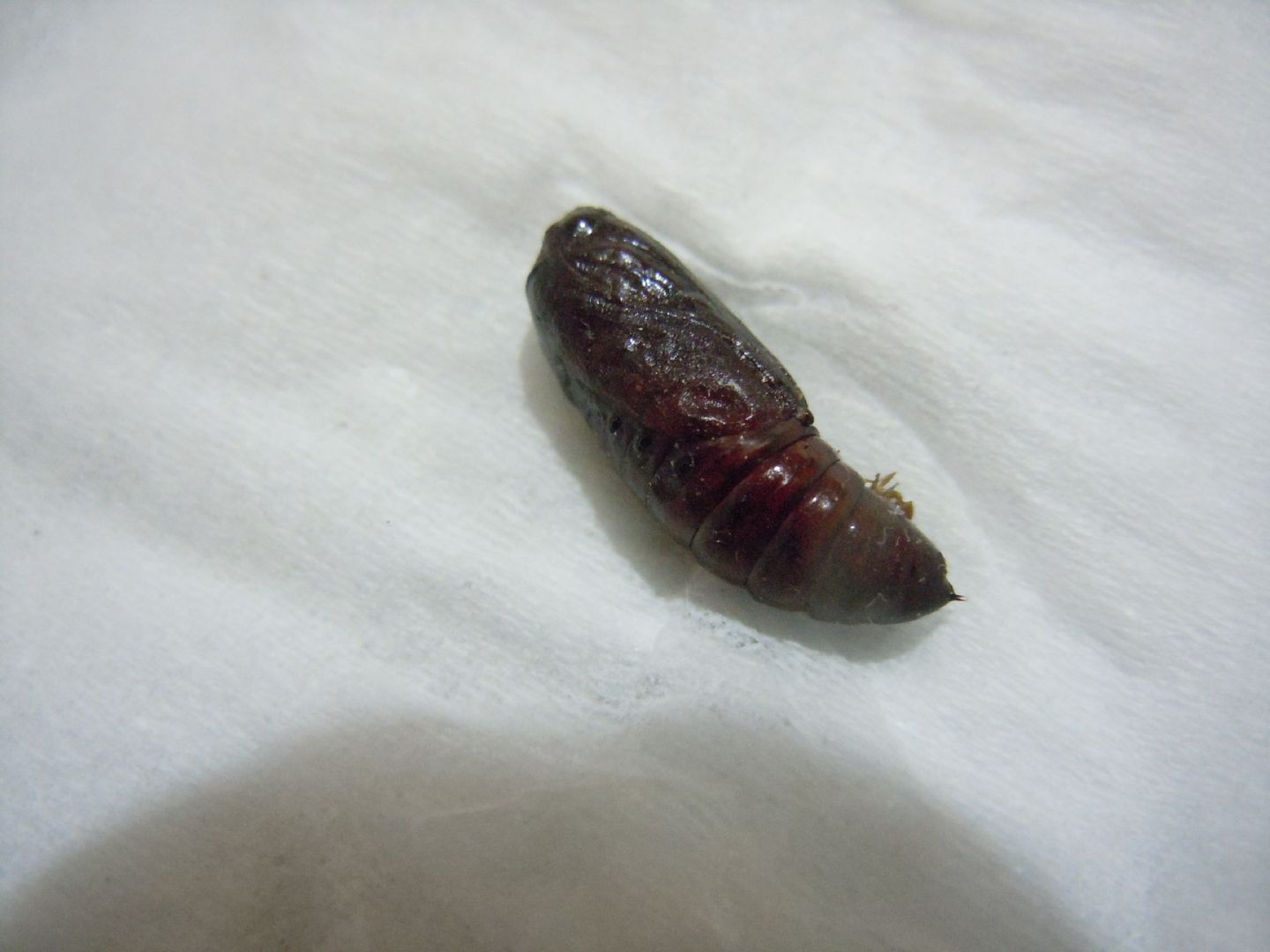 Pupa smarrita - Spodoptera littoralis