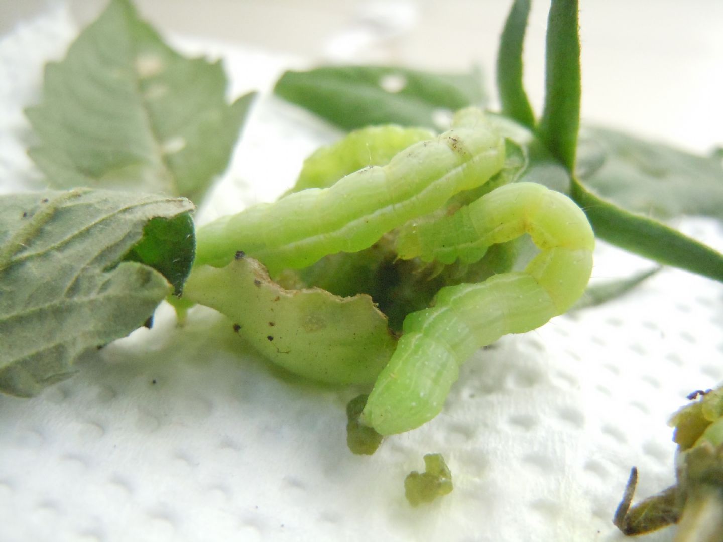 Bruchi sul pomodoro - Noctuidae Plusiinae