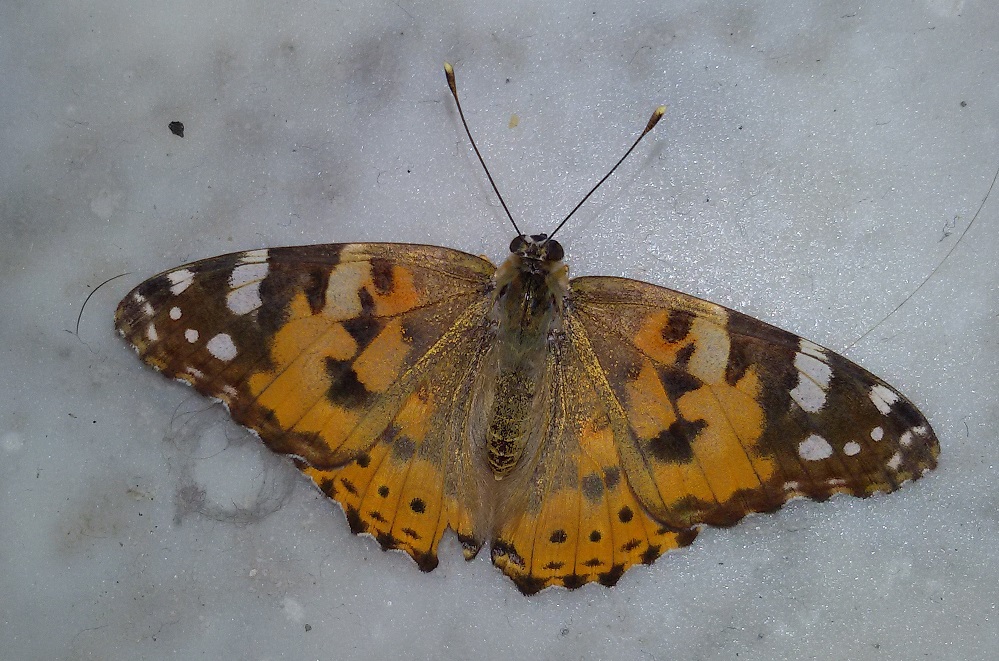 Vanessa cardui