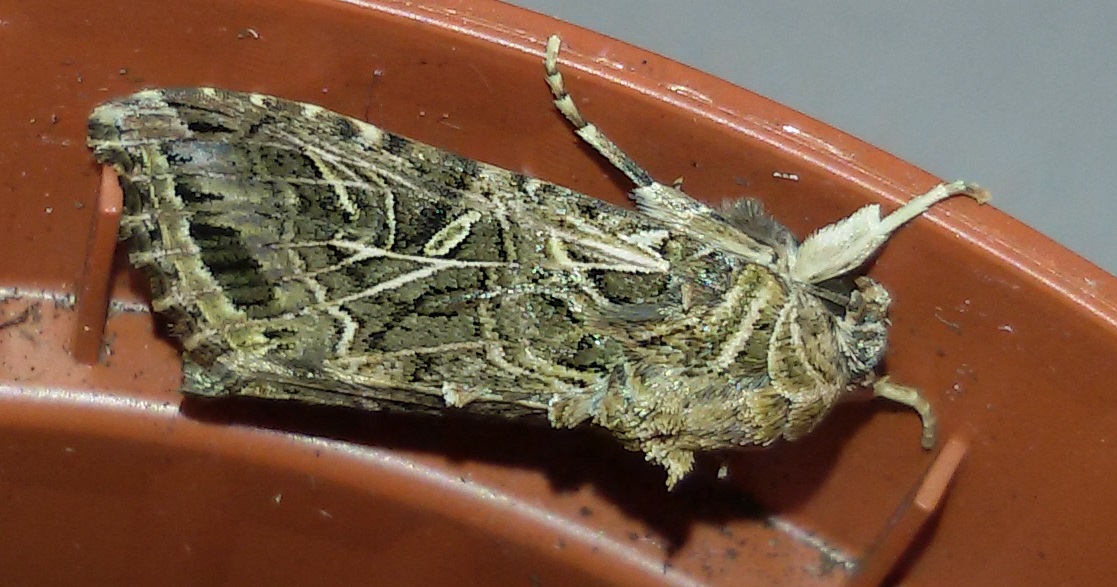 Pupa smarrita - Spodoptera littoralis