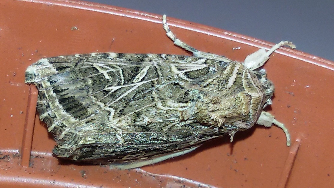 Pupa smarrita - Spodoptera littoralis