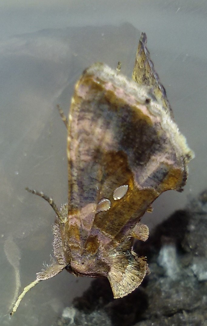 Bruchi sul pomodoro - Noctuidae Plusiinae