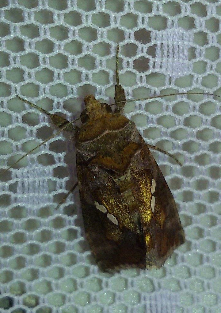 Bruchi sul pomodoro - Noctuidae Plusiinae